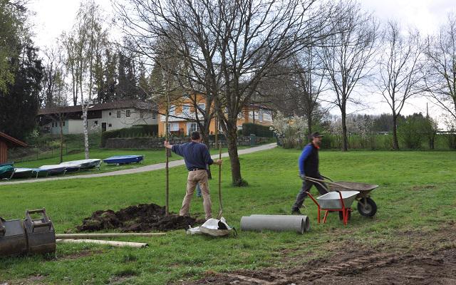 Baum gepflanzt